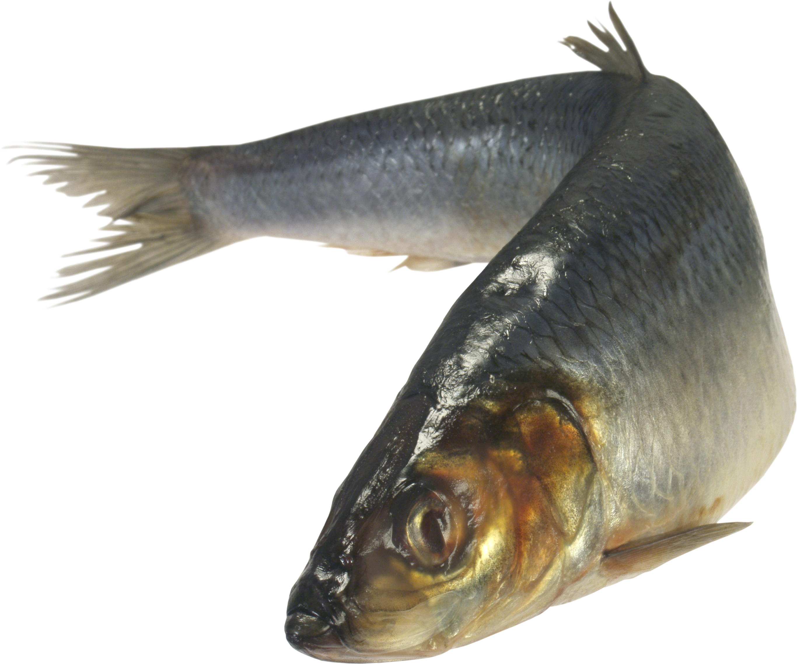 peixe 3